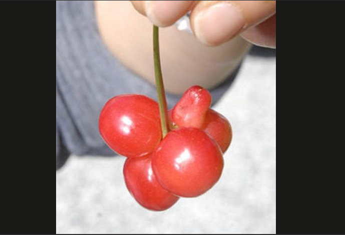 Tsunami, Jordbavning, Japan